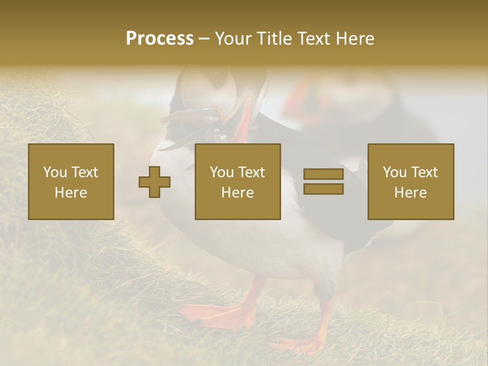 Faroe Islands Bird Common Puffin PowerPoint Template