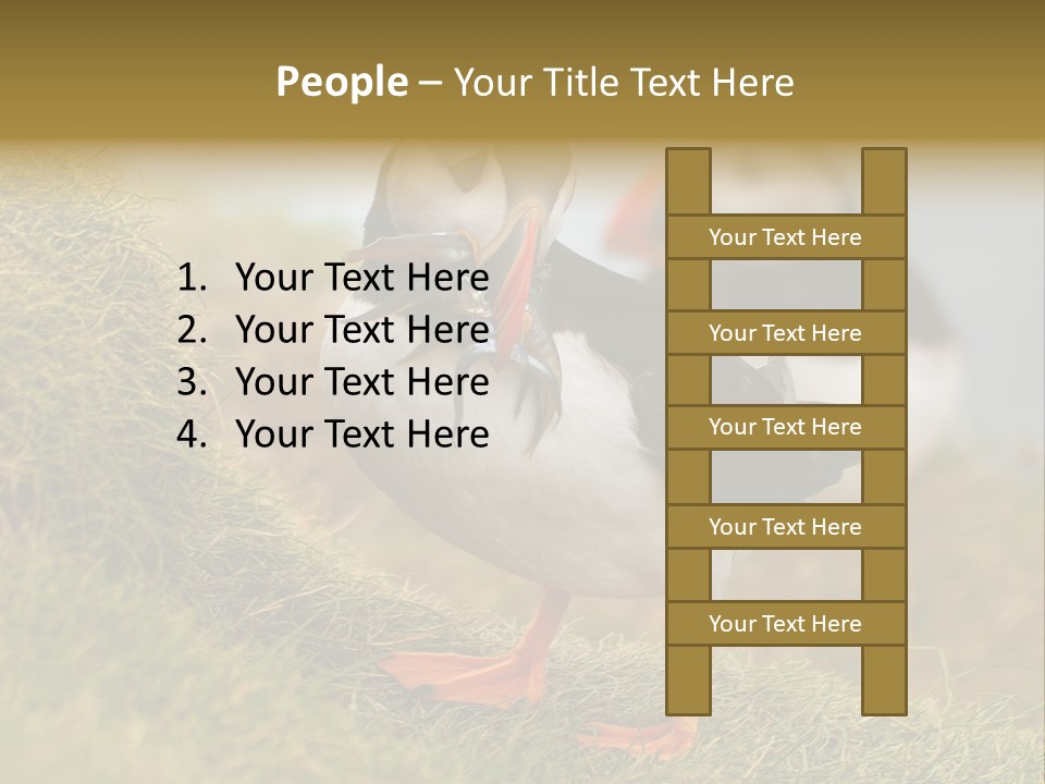 Faroe Islands Bird Common Puffin PowerPoint Template