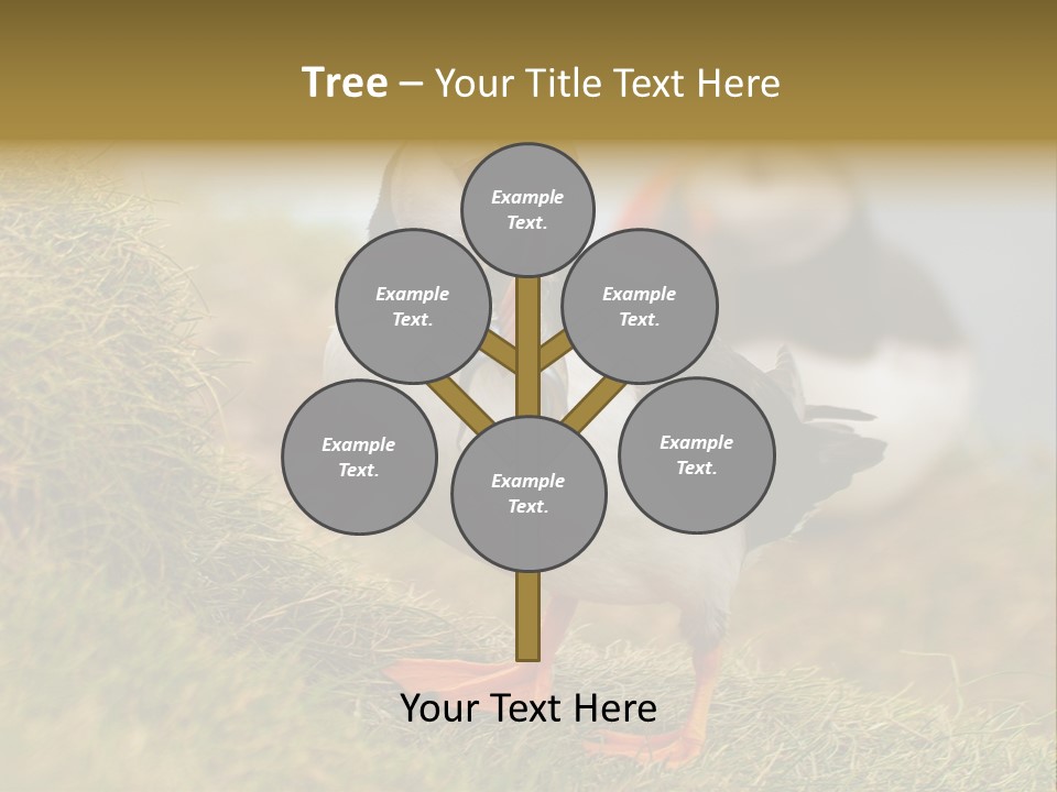 Faroe Islands Bird Common Puffin PowerPoint Template