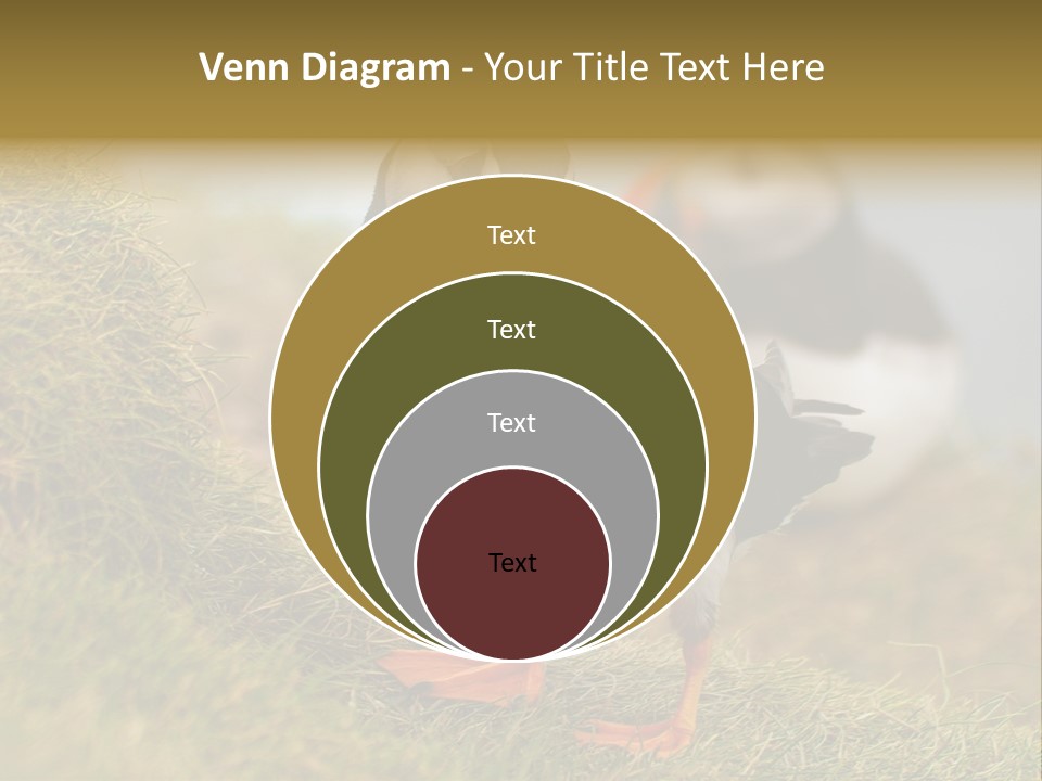 Faroe Islands Bird Common Puffin PowerPoint Template