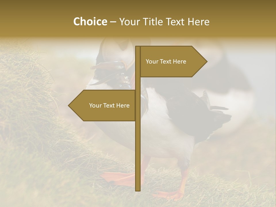 Faroe Islands Bird Common Puffin PowerPoint Template