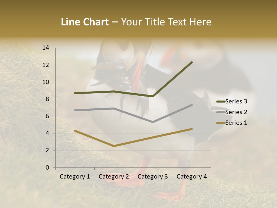 Faroe Islands Bird Common Puffin PowerPoint Template