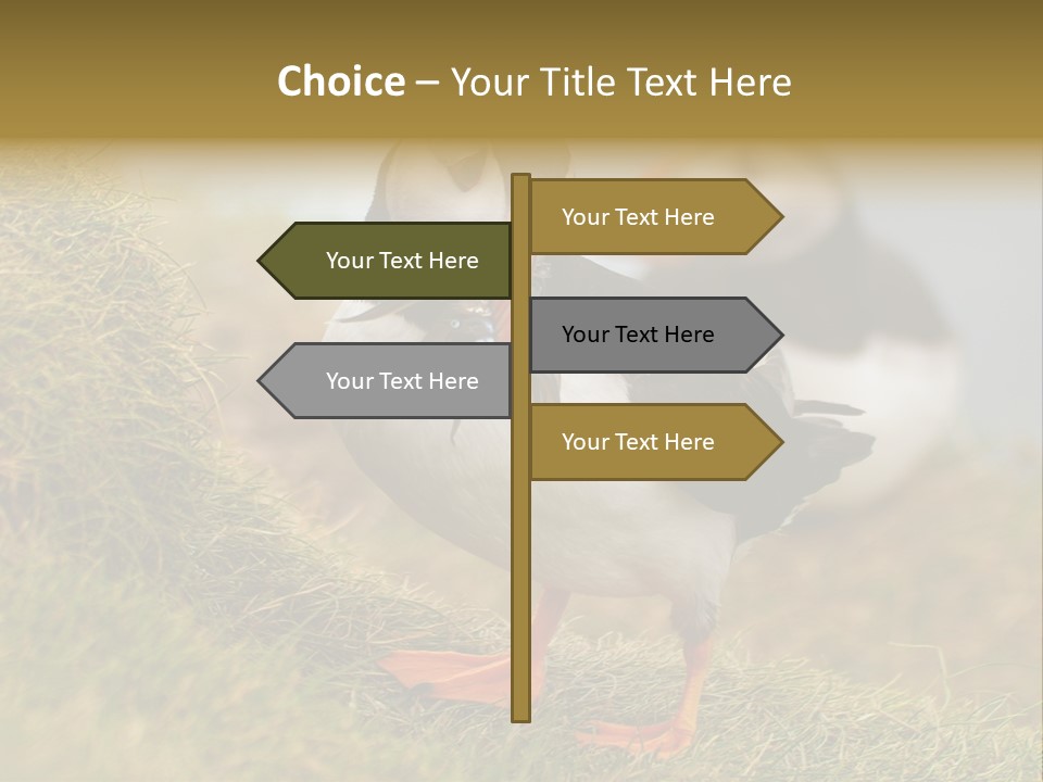 Faroe Islands Bird Common Puffin PowerPoint Template