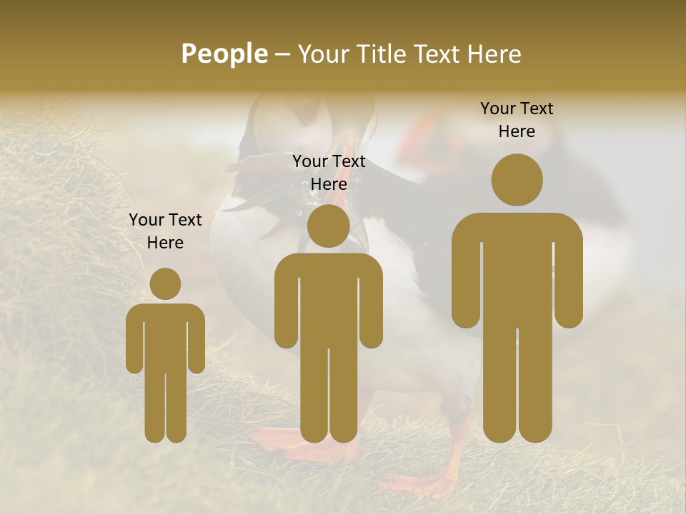 Faroe Islands Bird Common Puffin PowerPoint Template