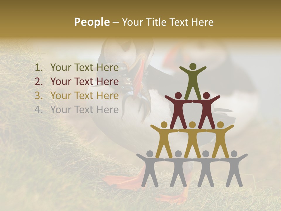 Faroe Islands Bird Common Puffin PowerPoint Template