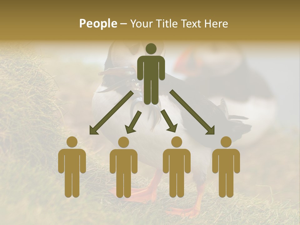 Faroe Islands Bird Common Puffin PowerPoint Template