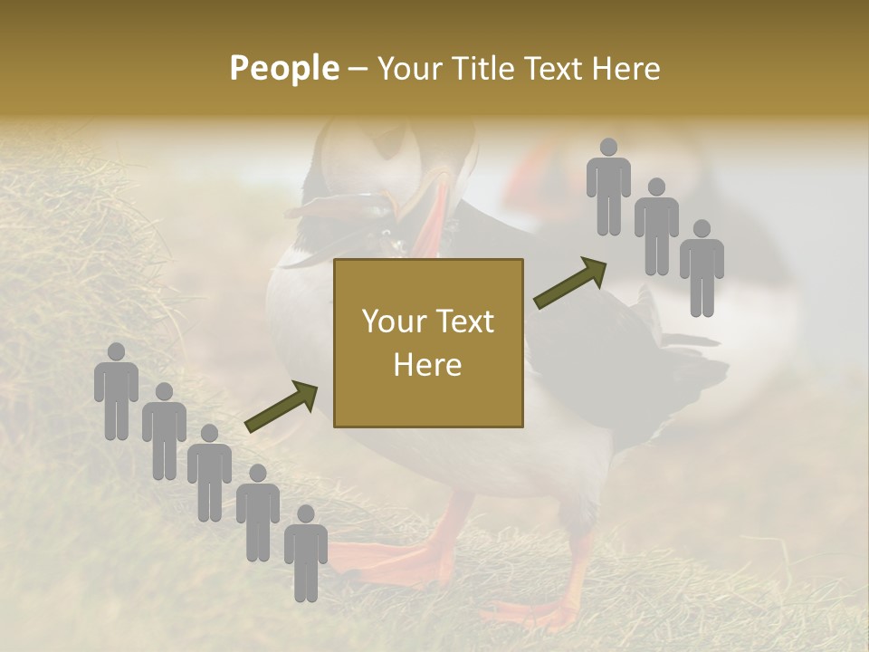 Faroe Islands Bird Common Puffin PowerPoint Template