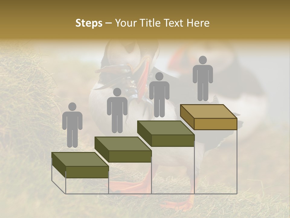 Faroe Islands Bird Common Puffin PowerPoint Template