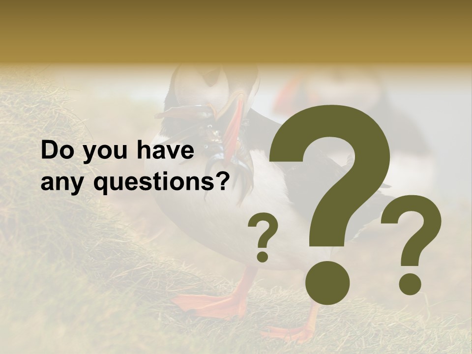 Faroe Islands Bird Common Puffin PowerPoint Template