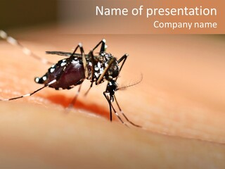 Medicine Black Aedes PowerPoint Template