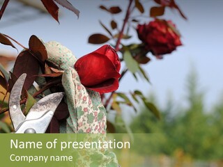 Rose Prune Red PowerPoint Template