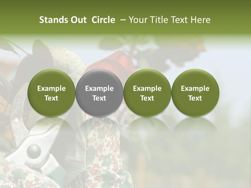 Rose Prune Red PowerPoint Template