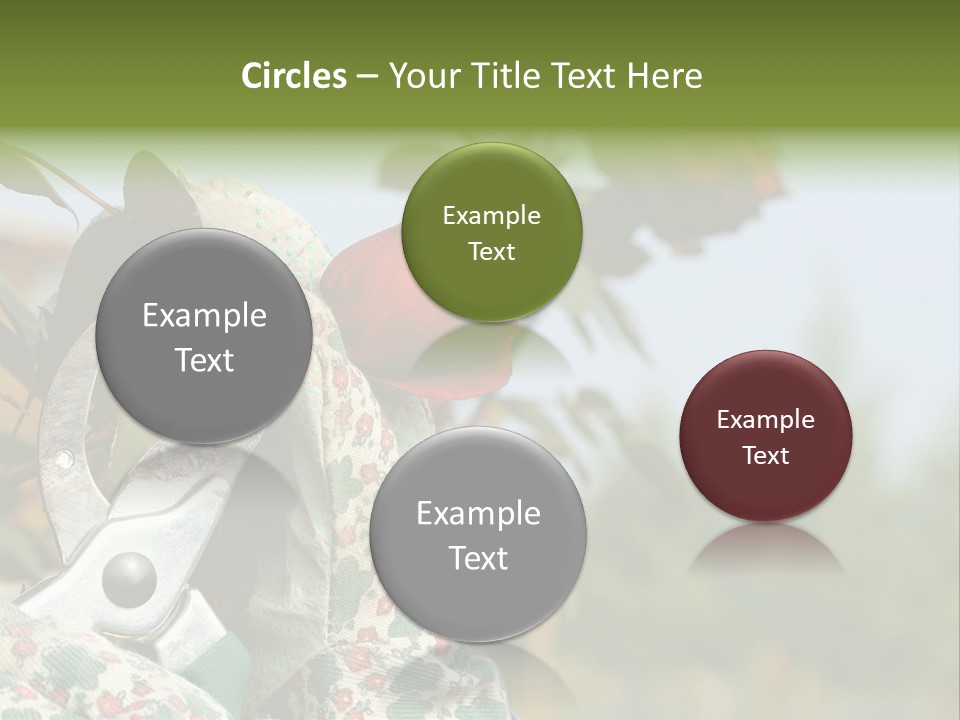 Rose Prune Red PowerPoint Template