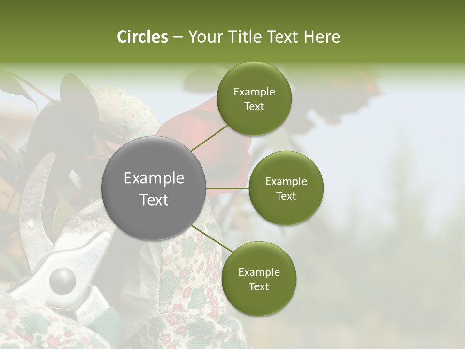 Rose Prune Red PowerPoint Template