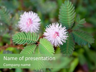 Pink Foliage Flora PowerPoint Template