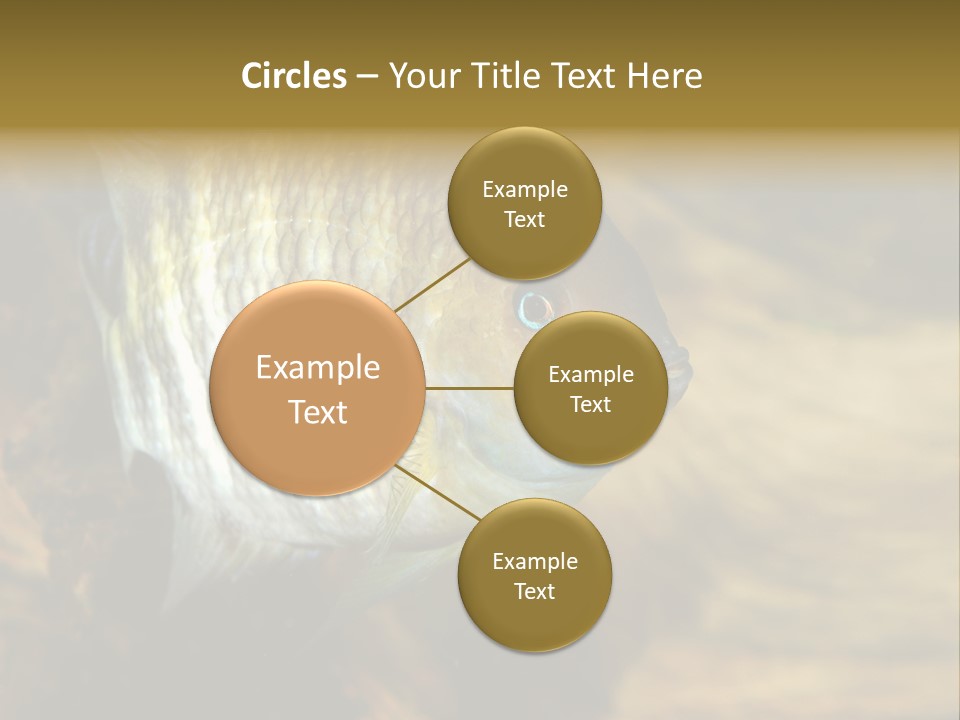 Group Isolated Bubbles PowerPoint Template