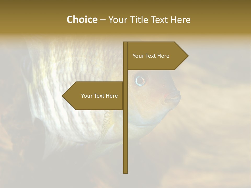 Group Isolated Bubbles PowerPoint Template