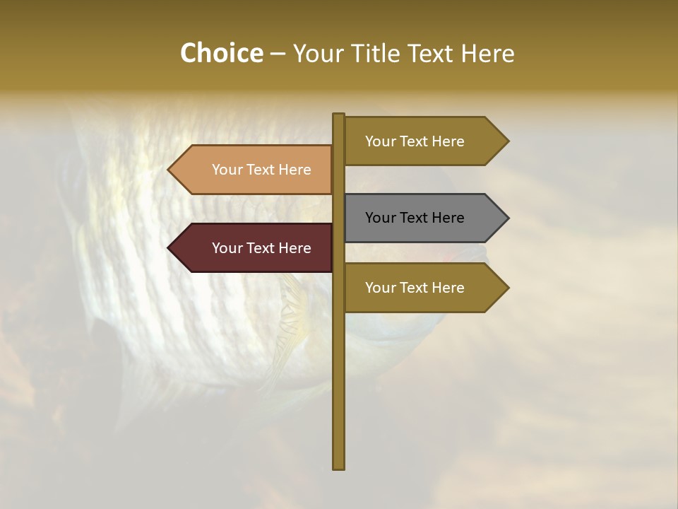 Group Isolated Bubbles PowerPoint Template