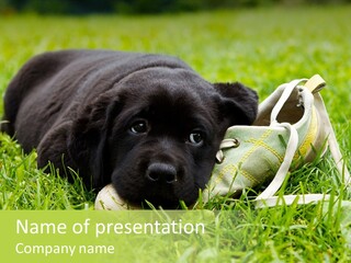 Labrador Dog Labrador Puppy PowerPoint Template