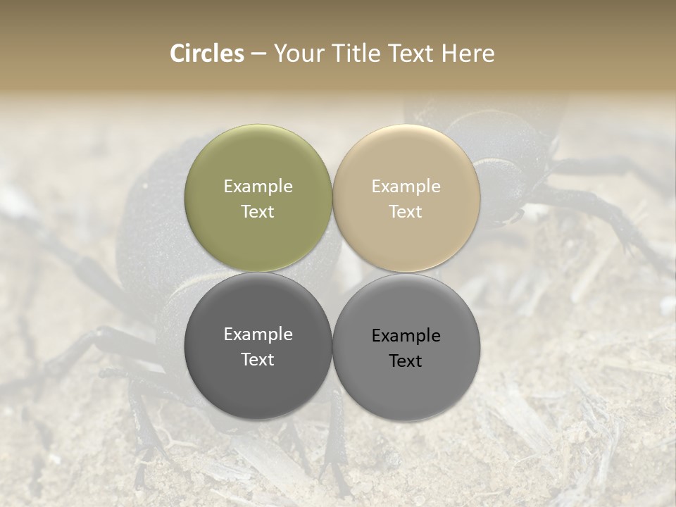 Wildlife Closeup Imago PowerPoint Template