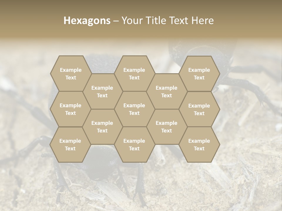 Wildlife Closeup Imago PowerPoint Template