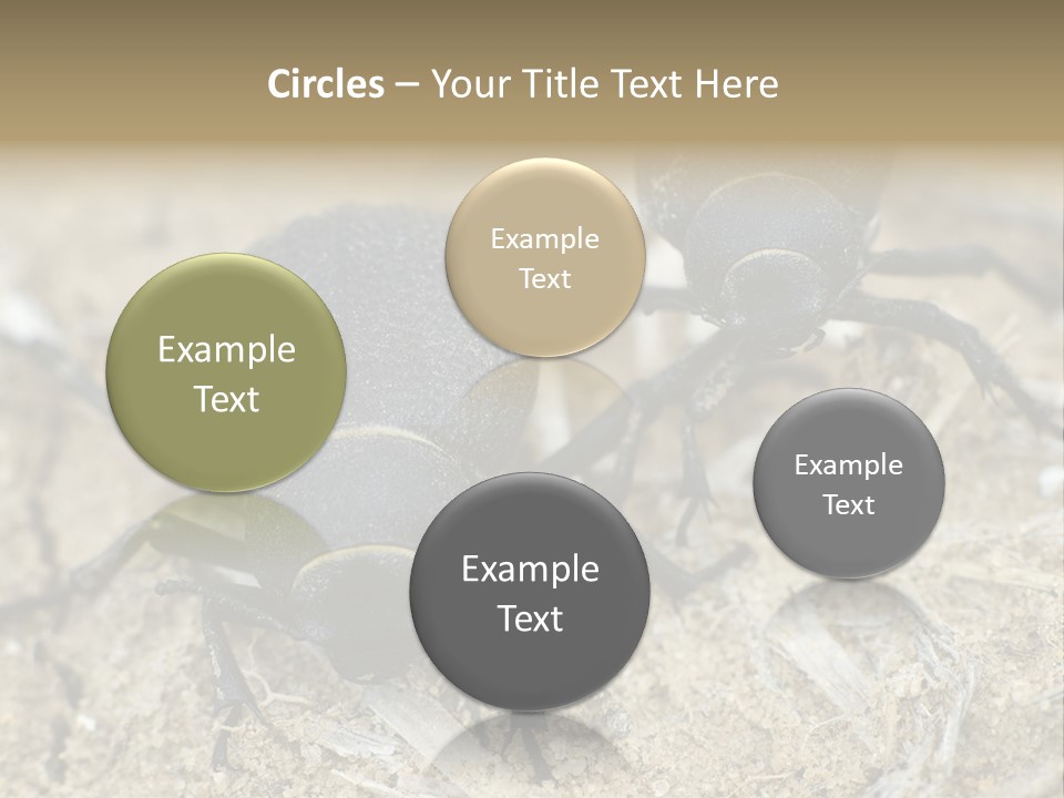 Wildlife Closeup Imago PowerPoint Template