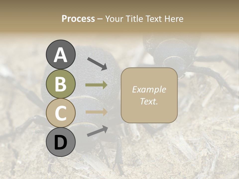 Wildlife Closeup Imago PowerPoint Template