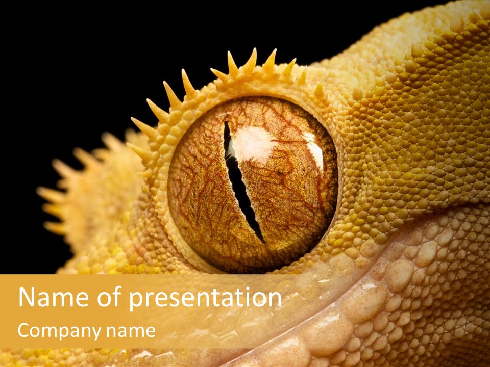 New Caledonian Crested Gecko Reptile Ciliatus PowerPoint Template