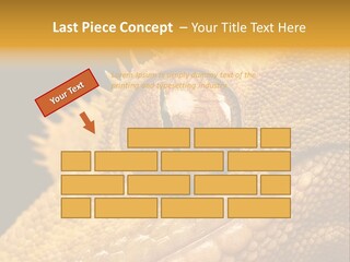 New Caledonian Crested Gecko Reptile Ciliatus PowerPoint Template