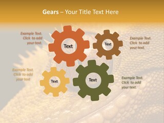 New Caledonian Crested Gecko Reptile Ciliatus PowerPoint Template