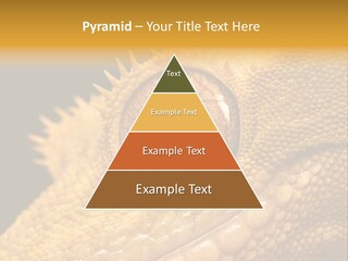 New Caledonian Crested Gecko Reptile Ciliatus PowerPoint Template