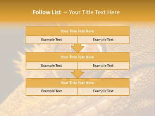 New Caledonian Crested Gecko Reptile Ciliatus PowerPoint Template