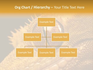 New Caledonian Crested Gecko Reptile Ciliatus PowerPoint Template