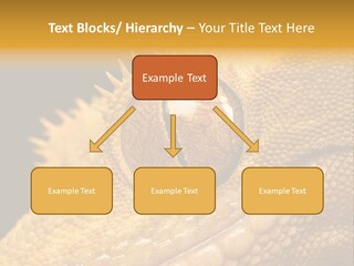 New Caledonian Crested Gecko Reptile Ciliatus PowerPoint Template