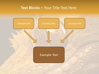 New Caledonian Crested Gecko Reptile Ciliatus PowerPoint Template