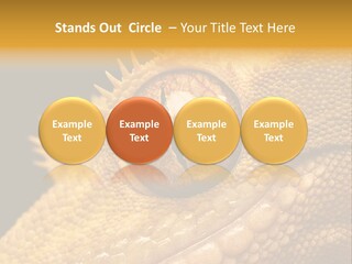 New Caledonian Crested Gecko Reptile Ciliatus PowerPoint Template