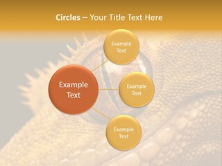 New Caledonian Crested Gecko Reptile Ciliatus PowerPoint Template