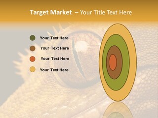 New Caledonian Crested Gecko Reptile Ciliatus PowerPoint Template