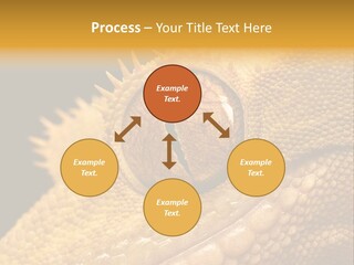 New Caledonian Crested Gecko Reptile Ciliatus PowerPoint Template