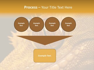 New Caledonian Crested Gecko Reptile Ciliatus PowerPoint Template