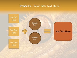 New Caledonian Crested Gecko Reptile Ciliatus PowerPoint Template