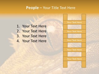 New Caledonian Crested Gecko Reptile Ciliatus PowerPoint Template