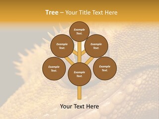 New Caledonian Crested Gecko Reptile Ciliatus PowerPoint Template