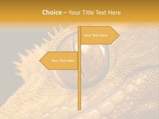 New Caledonian Crested Gecko Reptile Ciliatus PowerPoint Template
