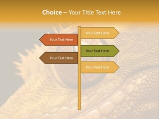 New Caledonian Crested Gecko Reptile Ciliatus PowerPoint Template