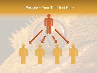 New Caledonian Crested Gecko Reptile Ciliatus PowerPoint Template