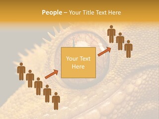 New Caledonian Crested Gecko Reptile Ciliatus PowerPoint Template