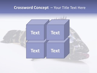 Sale Sell Gill PowerPoint Template
