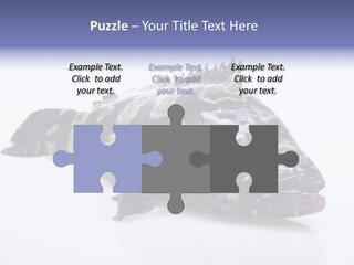 Sale Sell Gill PowerPoint Template