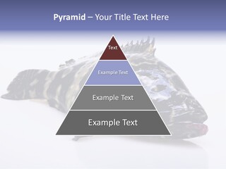 Sale Sell Gill PowerPoint Template